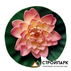 Декоративное растение Водная лилия 20 см, розовый