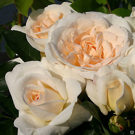 Роза флорибунда Аспирин, цена в Перми от компании Питомник Макаровых