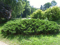 Можжевельник казацкий (Juniperus sabina)саженцы 15-20 см