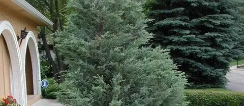 Можжевельник скальный Juniperus scopulorum Саженцы 15-20 см с закрытой корневой системой.