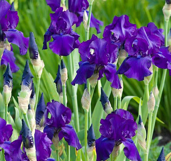 iris germanica