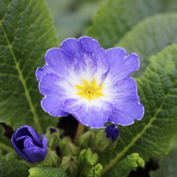 Примула Гетор Блу Флейм (Primula Hethor Blue Flame) С-1