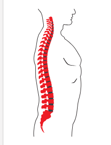 Комплексное МРТ - исследование спины