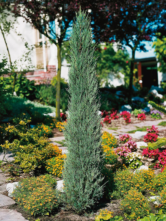 Можжевельник скальный Скайрокет(Juniperus scopulorum Skyrocket) 140-160 см
